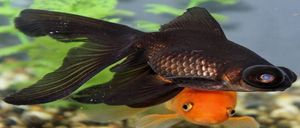 The Black Moor Goldfish