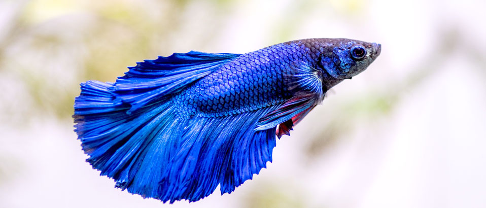 You are currently viewing How Long do Betta Fish Live: Unveiling the Secrets of Betta Fish Lifespan