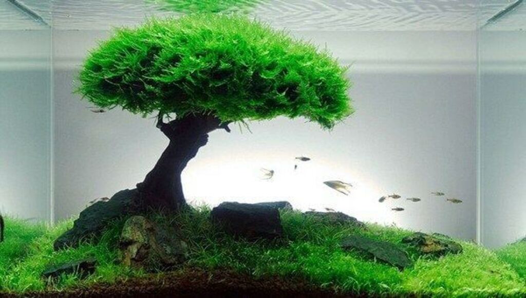 Read more about the article Java Moss 101: The Beginner’s Guide