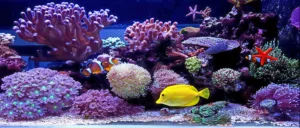 Read more about the article Ultimate Guide to Saltwater Aquarium Fish