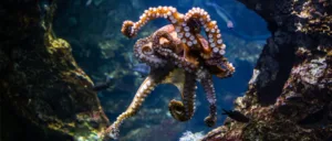 Read more about the article Types of Octopus: Let’s Dive into the Incredible Varieties