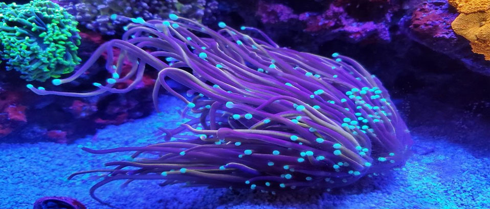 Torch Coral 