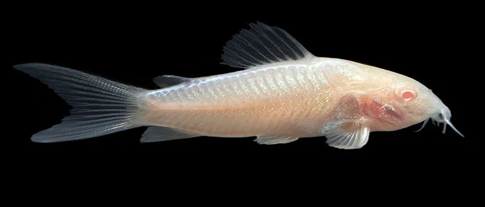Read more about the article Albino Cory Catfish (Behavior, Care, Myths and Facts)