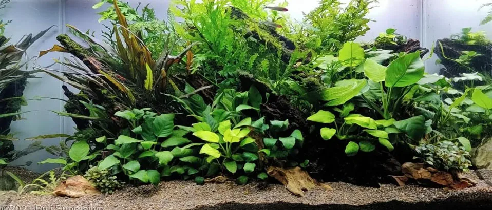 Read more about the article Why Your Tank Needs an Anubias Plant