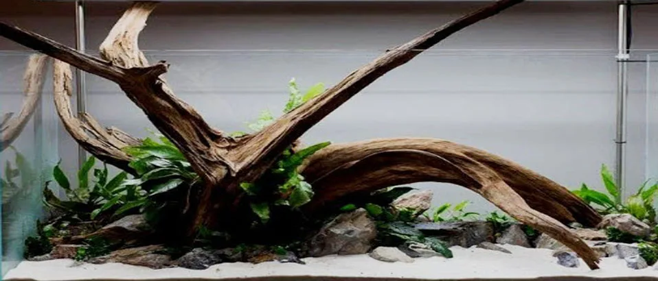 Read more about the article Selecting the Right Aquarium Driftwood