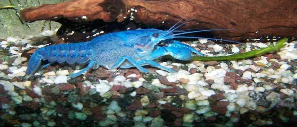 Read more about the article Blue Crayfish: Complete Guide to Care and Understanding