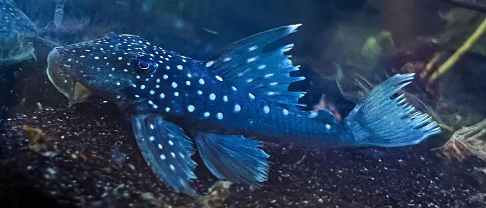 Types of Plecos: (Blue Phantom Pleco)