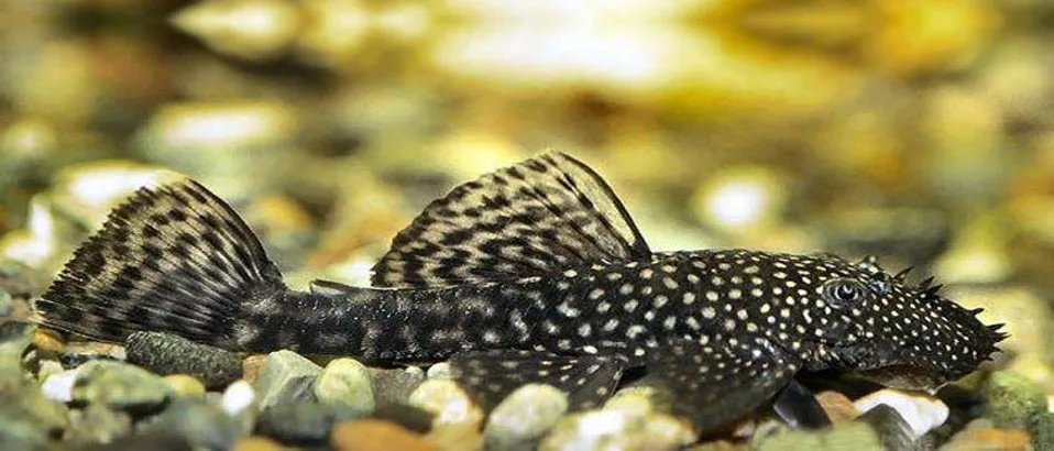 Types of Plecos: (Bristlenose Pleco)