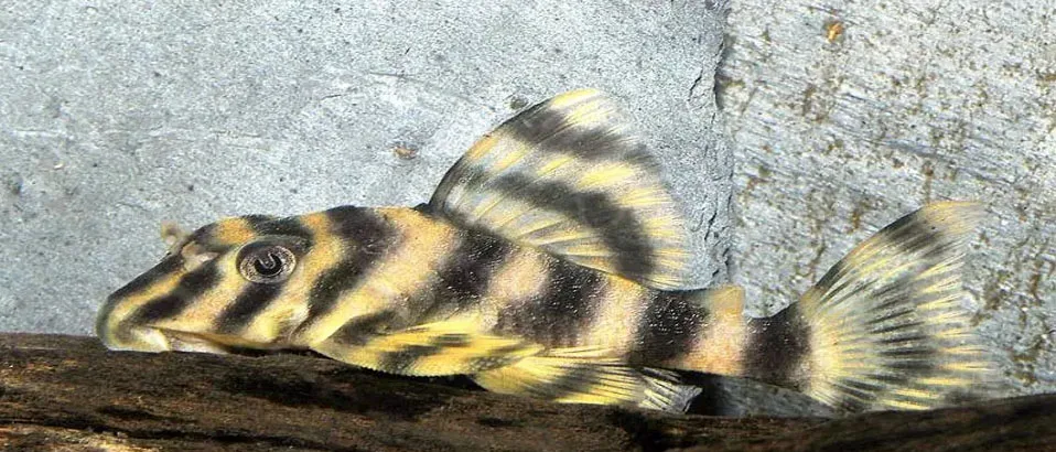 Types of Plecos: (Candy Striped Pleco)