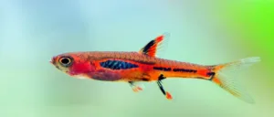 Read more about the article Chili Rasbora: The Little Fish With Big Appeal