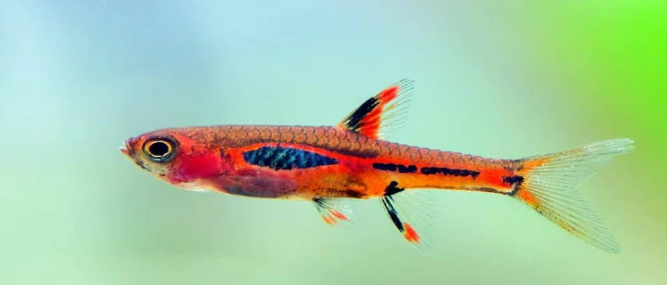 You are currently viewing Chili Rasbora: The Little Fish With Big Appeal