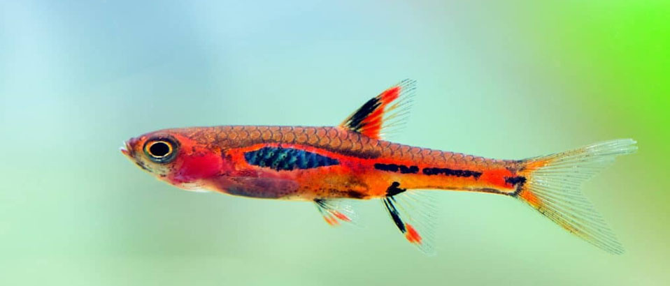Read more about the article Chili Rasbora: The Little Fish With Big Appeal