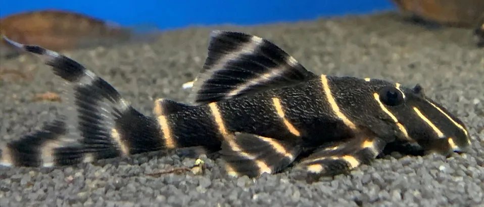 Types of Plecos: (Flash Pleco)