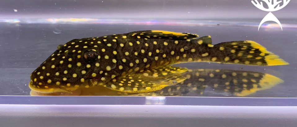 Types of Plecos: (Gold Nugget Pleco)