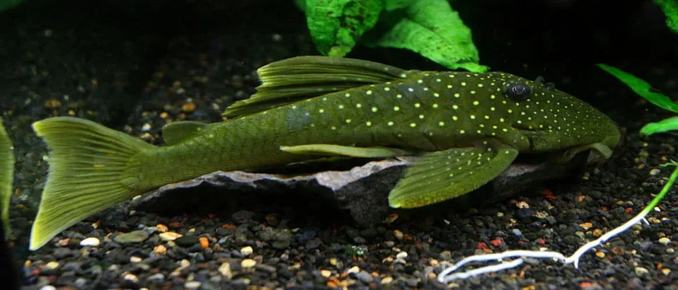 Types of Plecos: (Green Phantom Pleco)