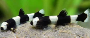 Read more about the article Panda Loach: Expert Guide to Care and Understanding