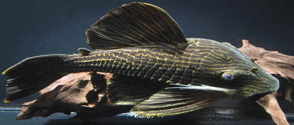 Types of Plecos: Royal Pleco