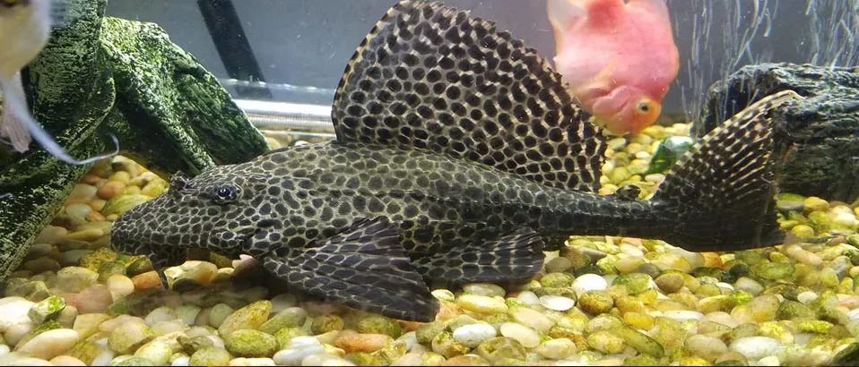 Types of Plecos: (Sailfin Pleco)