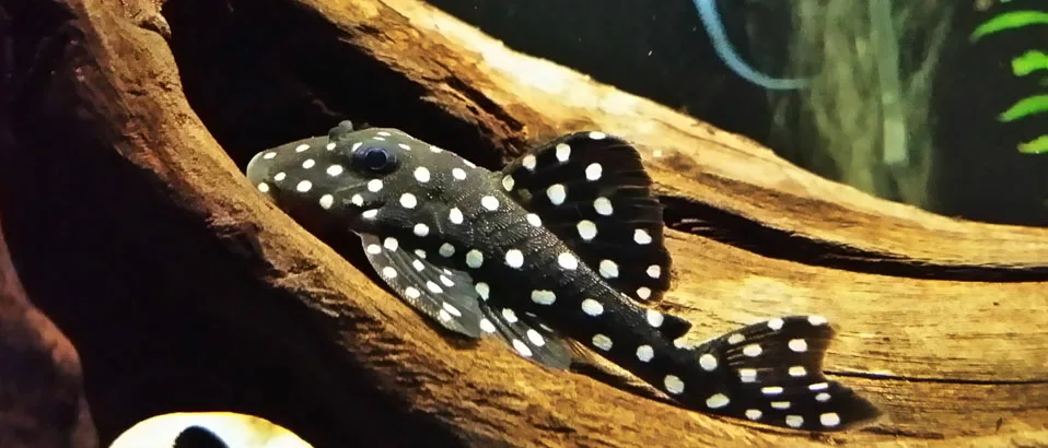 Types of Plecos: (Snowball Pleco)