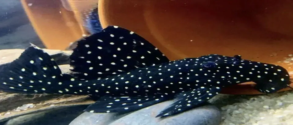 Types of Plecos: (Vampire Pleco)