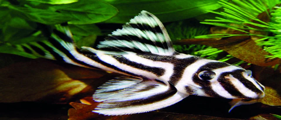 Types of Plecos: (Zebra Pleco)