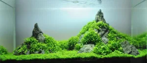 Read more about the article A Sea of Beauty: Discover the Best Aquarium Carpet Plants