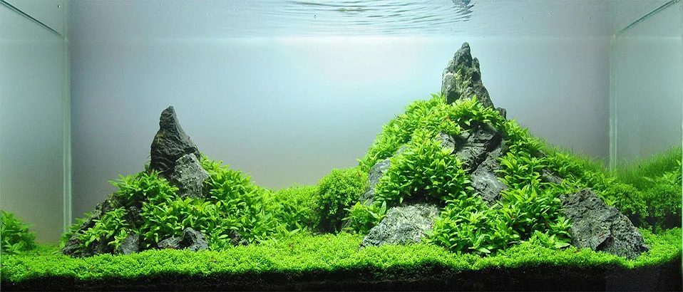 Read more about the article A Sea of Beauty: Discover the Best Aquarium Carpet Plants