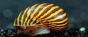 Read more about the article Aquarium Snails: Types, Care and Benefits