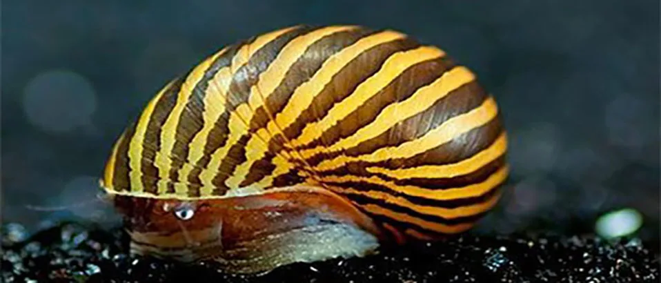Read more about the article Aquarium Snails: Types, Care and Benefits