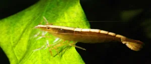 Read more about the article Bamboo Shrimp – The Gentle Giants of the Aquarium World