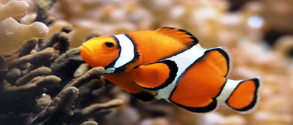 Read more about the article Clownfish – The Star of the Marine Aquarium