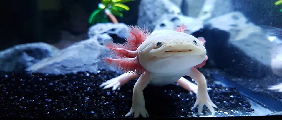 Read more about the article Axolotls as Pets and Their Care