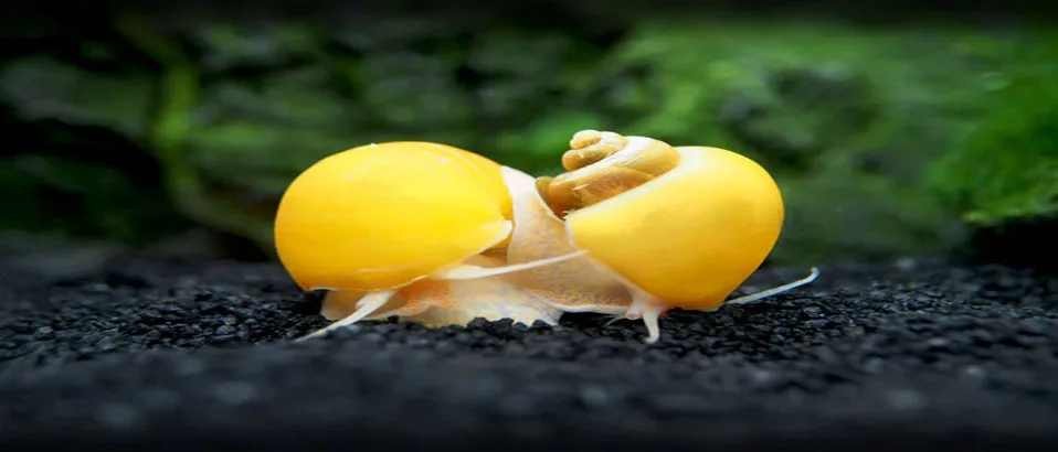 Read more about the article Understanding Mystery Snails: Care, Breeding, and Common Questions