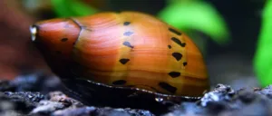 Read more about the article Nerite Snails – Discover What Makes Them Special