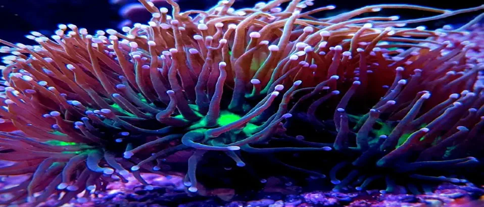 You are currently viewing Torch Coral: A Complete Guide to its Importance and Care