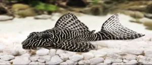 Read more about the article 15 Types of Plecos with Pictures