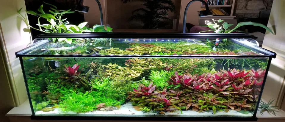 Emersed Aquarium Plants