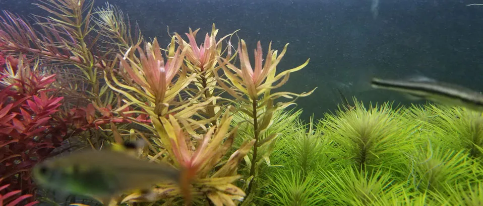 Submerged Aquarium Plants