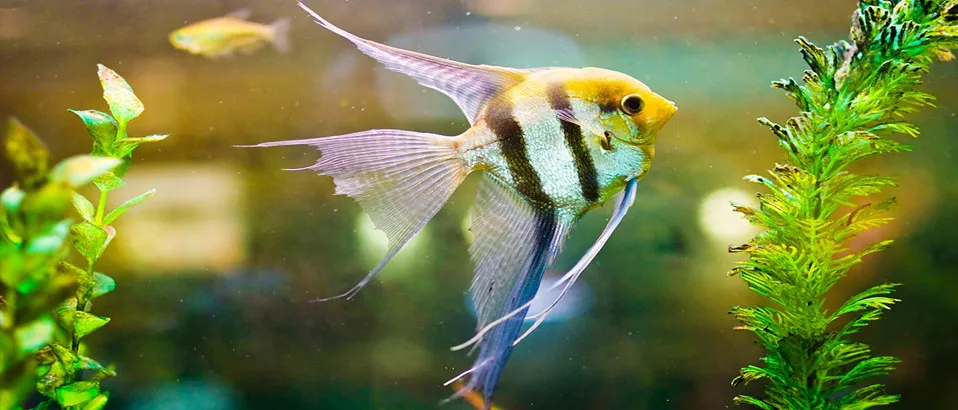 Read more about the article Are Angelfish Freshwater or Saltwater Species?