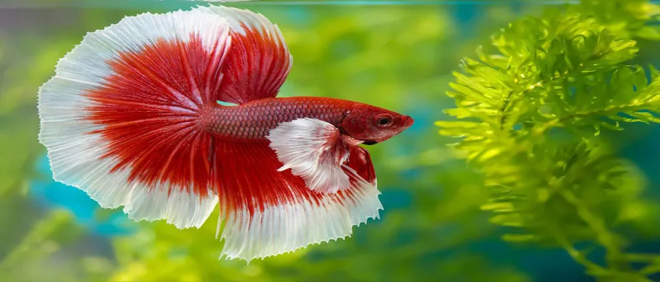 Read more about the article Optimal Water Temperature for Happy Betta Fish
