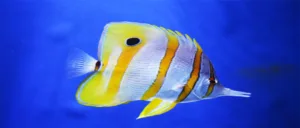 Read more about the article Butterflyfish – Amazing Marine Species