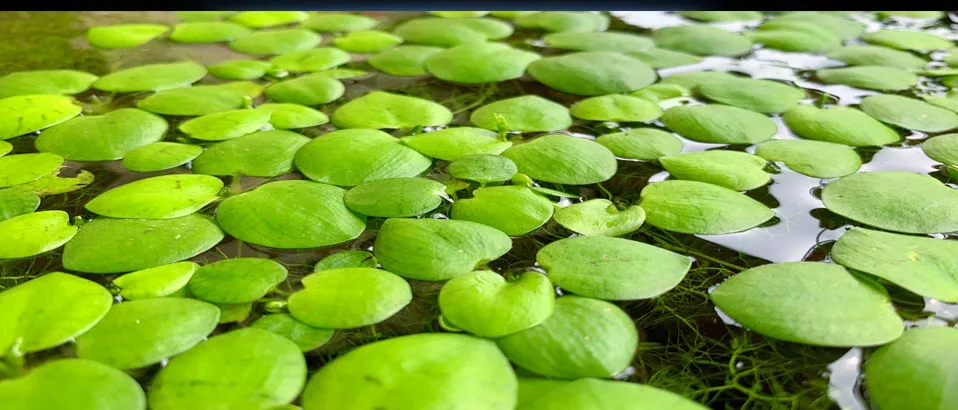 Floating Aquarium Plants