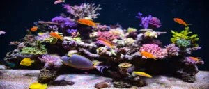 Read more about the article How to Make Saltwater for Aquarium