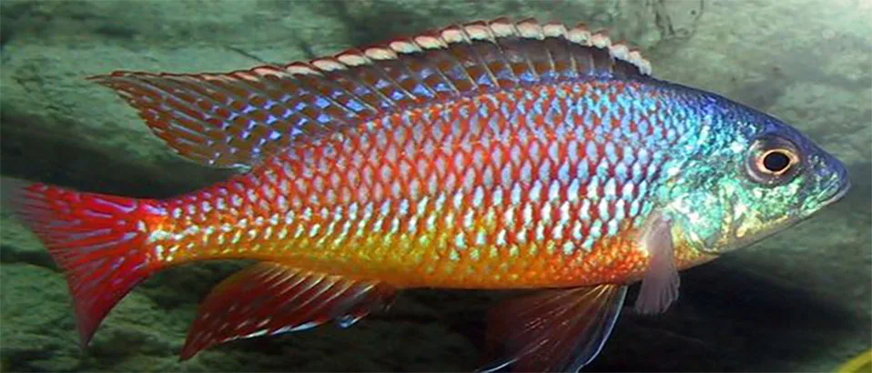 You are currently viewing Red Empress Cichlid: Lifespan, Care and Tank Mates