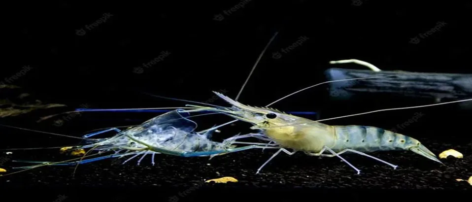 You are currently viewing Understanding Shrimp Molting Stages and Problems