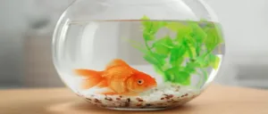 Read more about the article Types of Goldfish, Their History, and Care Tips